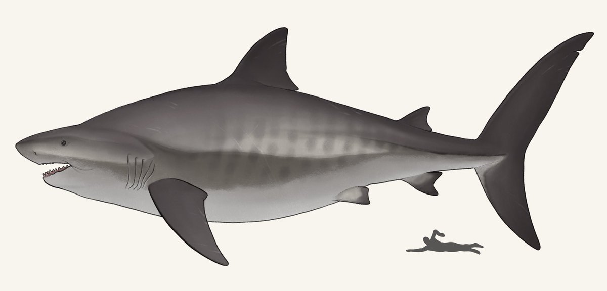 「最近描いた古生物たち 」|nao70sharkのイラスト