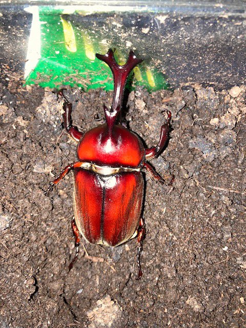 saultswalt's tweet photo. うちのカブト虫にそっくり😆 https://t.co/PuwtBR3qyk
