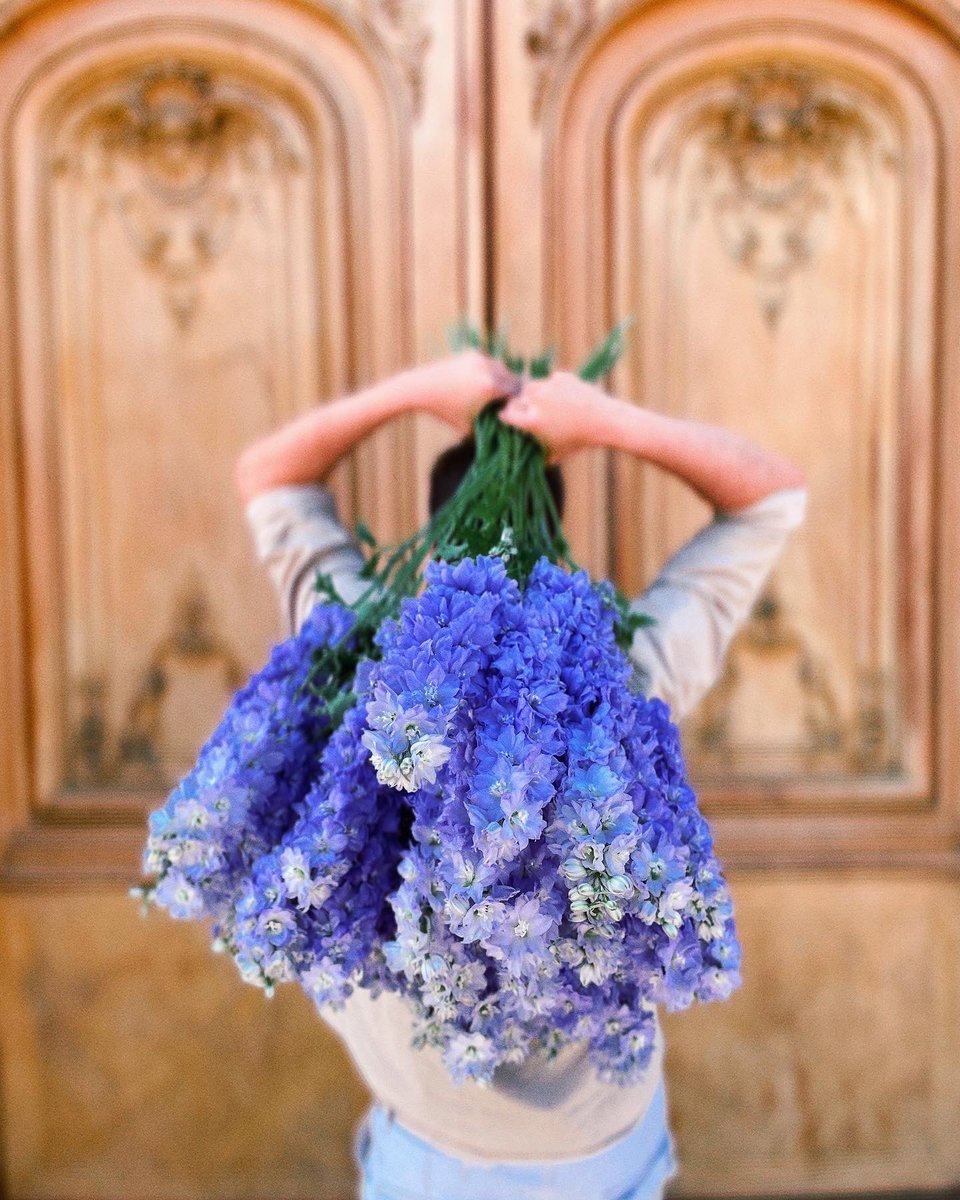FleuriotFleurs's tweet photo. Up close and personal with our latest addition to our cut flower collection. Hands up who loves these impressive delphiniums? Summer is here! 

#delphinium #delphiniumelatum #rittersporn #summerflowers #summerblooms #fleuriot #fleuriotfleurs #fleuriot1920 #fleuristegeneve https://t.co/rcpTRrLOjG