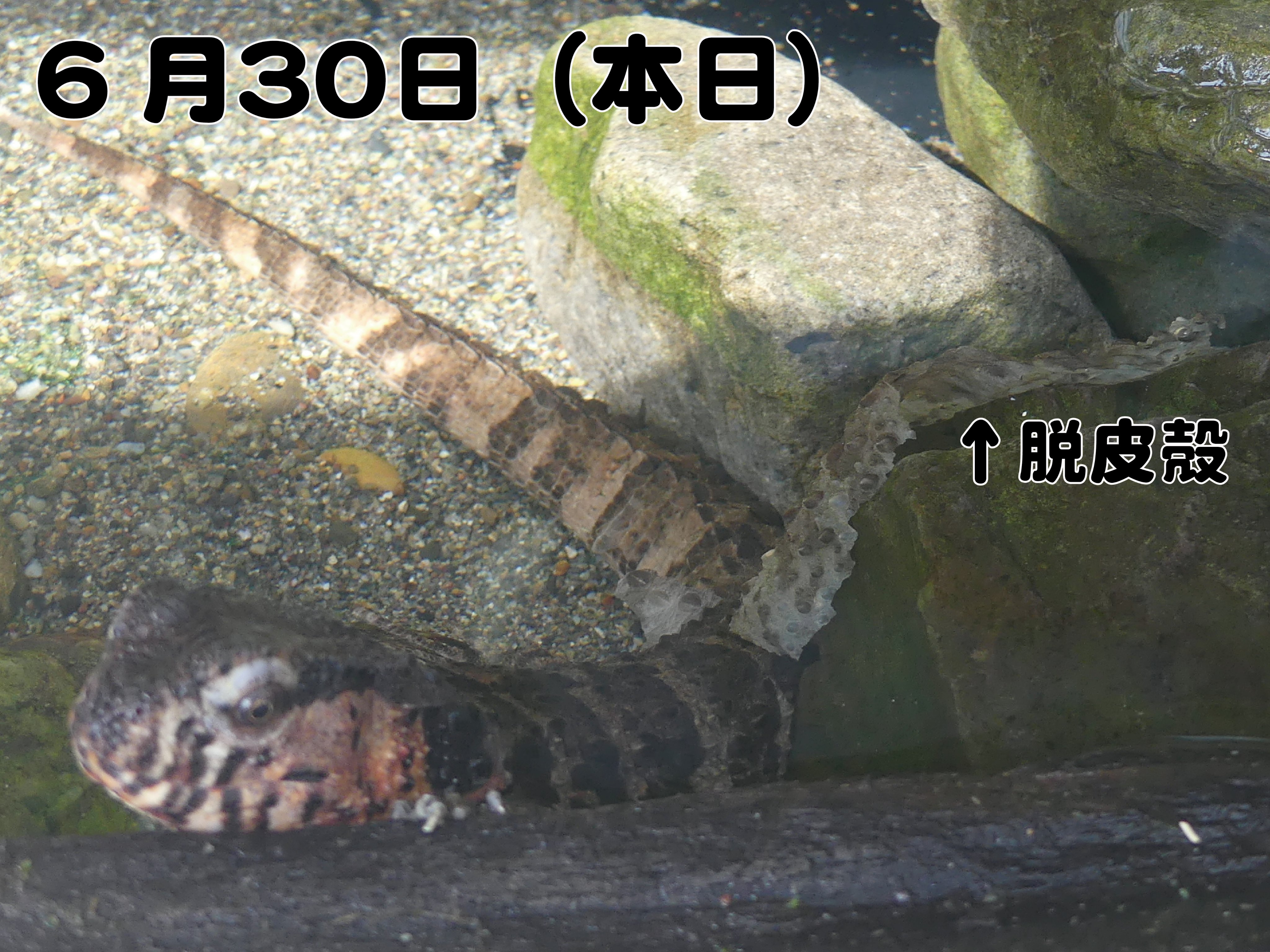 上野動物園［公式］ on X: 