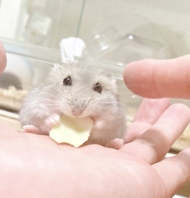 ハムスターのtwitterイラスト検索結果 ハムスターのtwitterイラスト検索結果