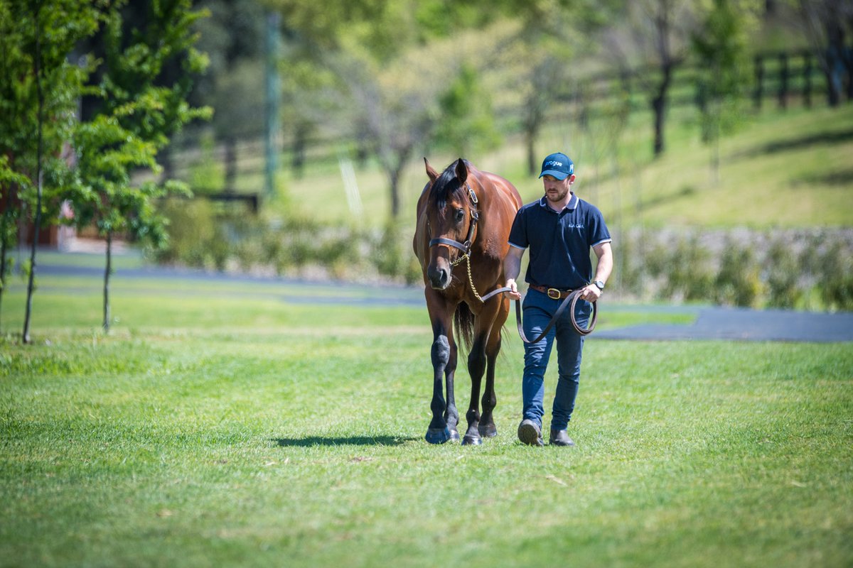 kiaorastud's tweet photo. Just a man and his stallion 🙌

📸 - Stallion handler Liam Shepherd and Prague

#KiaOraStallions https://t.co/Z6g9mFJpZR
