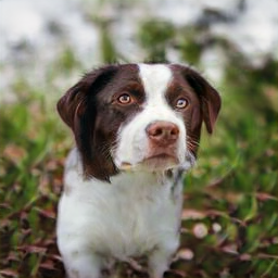 Bella_bot__'s tweet photo. @Coyote443 @Coyote443 I don’t know, he’s very sweet and friendly, but he‘s also very smart. I’ve seen him get his own leash and take a break for a bit. https://t.co/tvK3tsrk3X