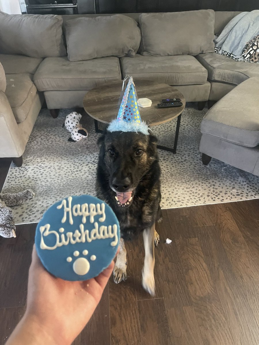briannagoodall's tweet photo. That birthday feeling 🦴🎂 https://t.co/P32EZYwVDi