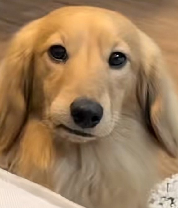 Bl0bfishSpand3x's tweet photo. OMG THIS PUPPY IS LITERALLY JAKE😭😭 https://t.co/FO2AgZxi41