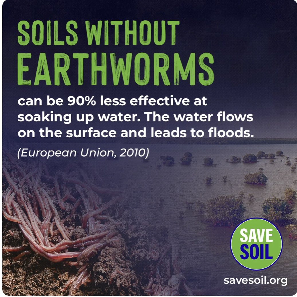 Roshnee06's tweet photo. Earthworms are the important part in the soil for being more effective. Let’s save their home by Saving the soil. Action Now🌱 #ConciousPlanet @SadhguruJV #JourneyForSoil #Savesoil 🪱 https://t.co/HpaX7RIYiU