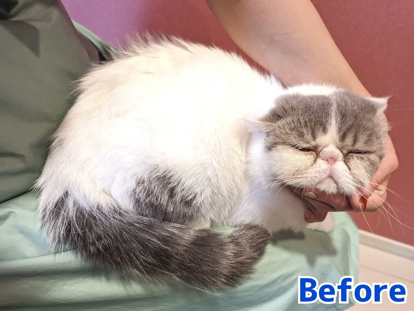 Cat Salon Happy 23年受付終了 エキゾチックショートヘアのウララちゃん 大人のレディ感を出しておりました ゚ロ゚ バツが悪いと寝ているフリをするそうで ずっと目を瞑っていました 毛がたくさん抜けました 猫 猫シャンプー Cat Salon Happy 23年受付終了 エキゾチックショートヘアのウララちゃん 大人のレディ感を出しておりました ゚ロ゚ バツが悪いと寝ているフリをするそうで ずっと目を瞑っていました 毛がたくさん抜けました 猫 猫シャンプー