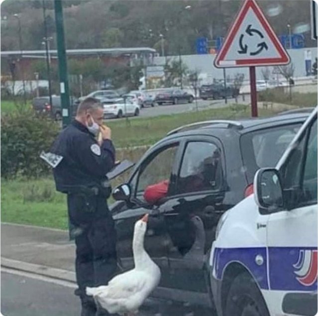 Pommes_Prinz's tweet photo. Schönen guten Tag, allgemeine Verkehrskontrolle. 

Führerschein, Fahrzeugschein, Brot, bitte. https://t.co/ukJDfUrVt2