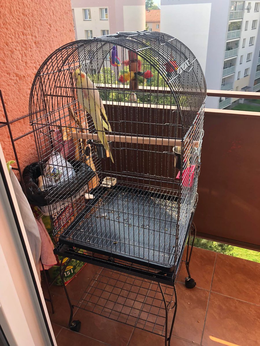 Faasteer's tweet photo. Byli jsme pár dnů u rodičů na Moravě. Mají teď doma nového kamaráda. A protože jsme chtěli, aby se měl dobře, pořídili jsme mu s Luckou nové bydlení.😎
Ještě je, co dodělávat, ale už teď je z toho #PanPapouch nadšenej.😍
@muris1ka #radost #papoušek #klec #láska #ŽítŠtěchovice https://t.co/Rrxp44kJ3k