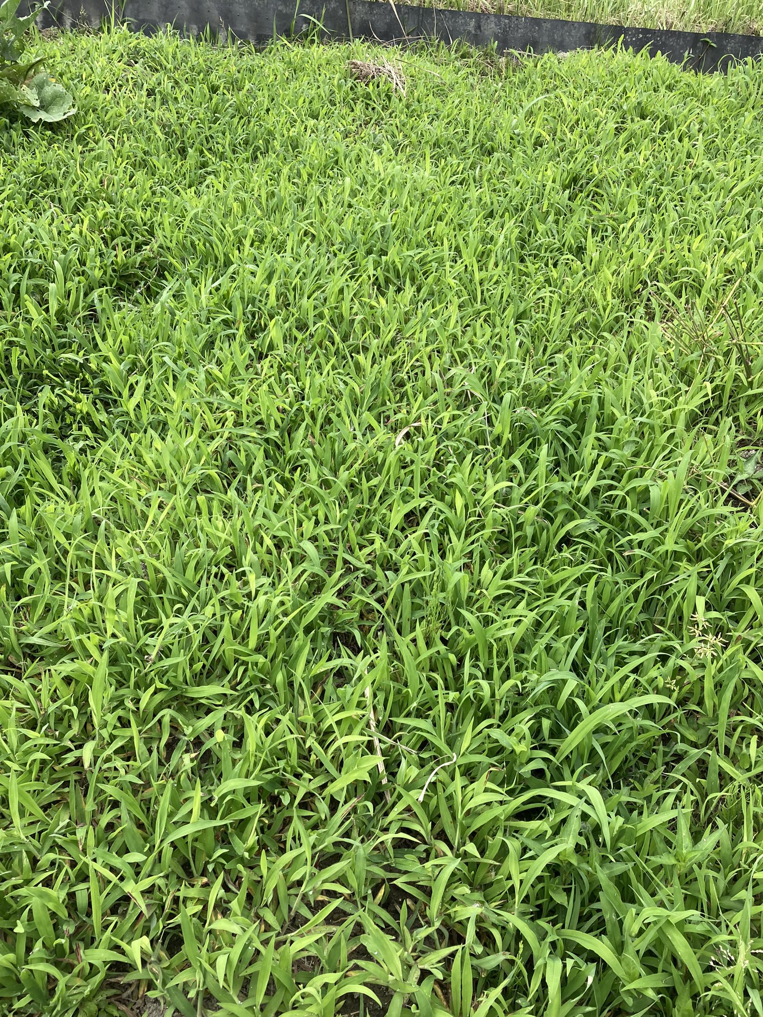 エコえりこ 雑草食べてるヴィーガンol Rikejo 84 Twitter