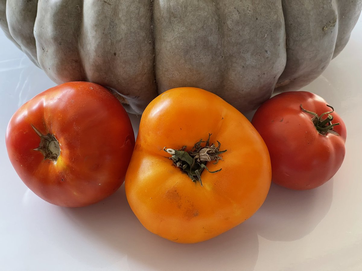 Abstractmind007's tweet photo. A few random tomatoes I put in front of a squash I really love the color contrast between the squash and the three tomatoes it’s amazing what you can capture in half a second photo was taken with a Google pixel six pro https://t.co/xt6Fsjq67G