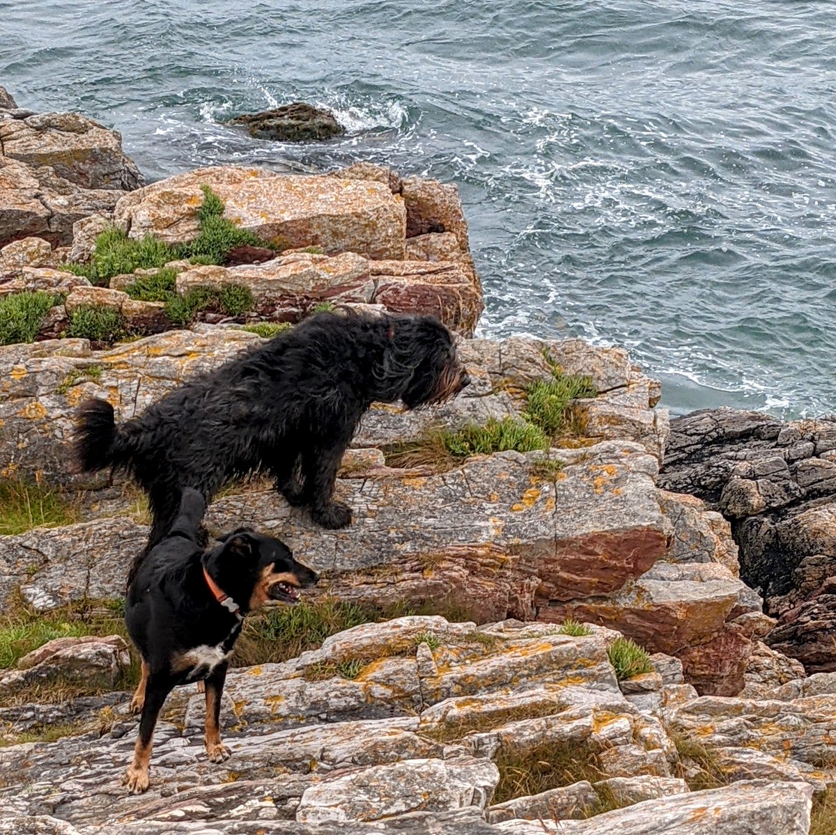 _MollyBear's tweet photo. Posing on the headland, staring out to sea... 
#NobleBeasts
💖🐾 https://t.co/dzQmOVn1Cx