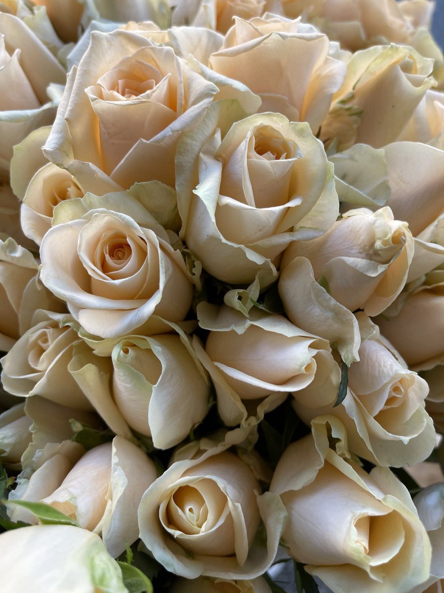 Abstractmind007's tweet photo. These photos were taken before the pandemic these are peach or light pink roses baby roses at that these photos are taken with the Google pixel four XL I love the attention to detail within the petals themselves and of course the way light changes the colors https://t.co/hI4ncwjGo1