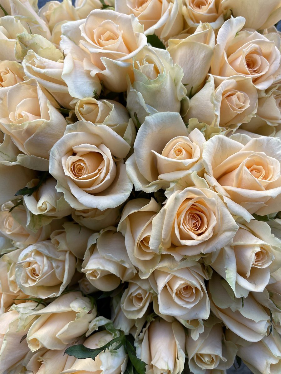Abstractmind007's tweet photo. These photos were taken before the pandemic these are peach or light pink roses baby roses at that these photos are taken with the Google pixel four XL I love the attention to detail within the petals themselves and of course the way light changes the colors https://t.co/hI4ncwjGo1
