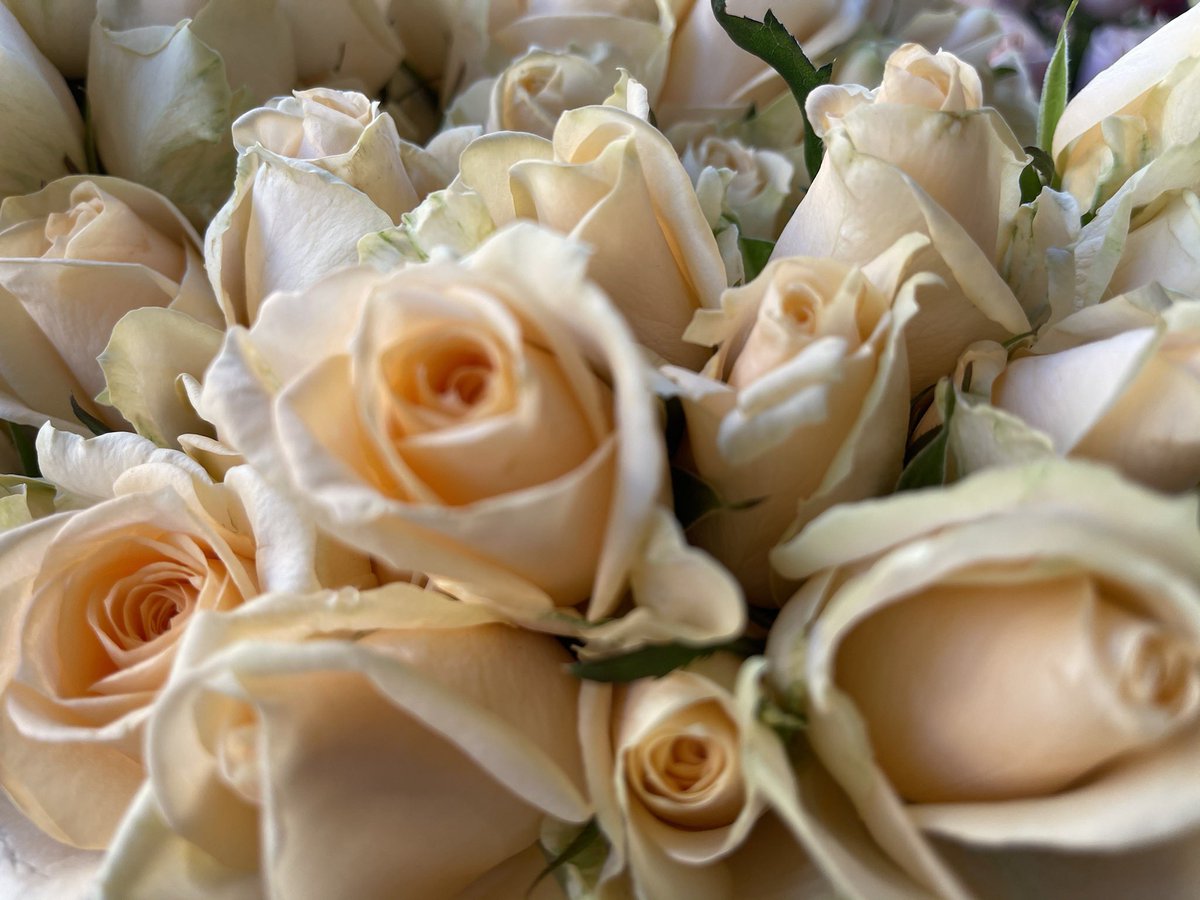 Abstractmind007's tweet photo. These photos were taken before the pandemic these are peach or light pink roses baby roses at that these photos are taken with the Google pixel four XL I love the attention to detail within the petals themselves and of course the way light changes the colors https://t.co/hI4ncwjGo1