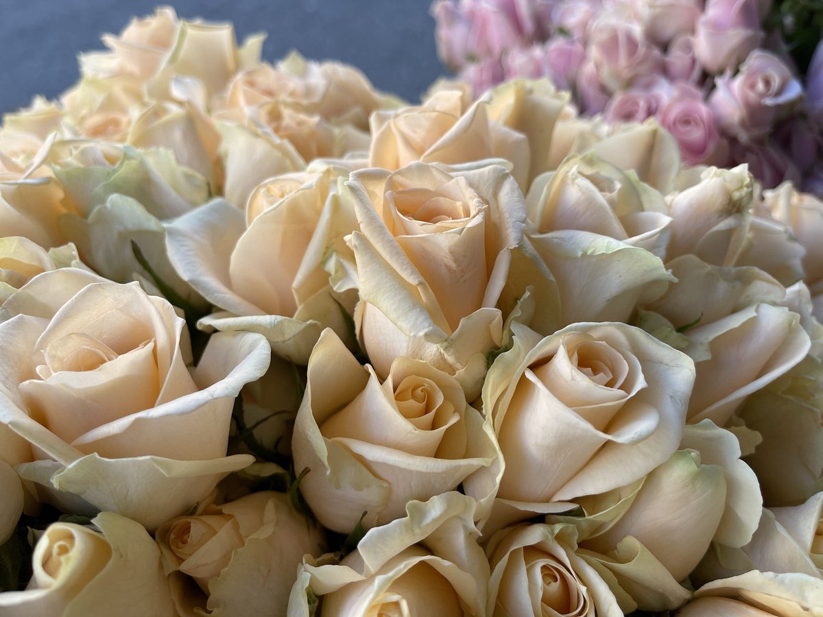 Abstractmind007's tweet photo. These photos were taken before the pandemic these are peach or light pink roses baby roses at that these photos are taken with the Google pixel four XL I love the attention to detail within the petals themselves and of course the way light changes the colors https://t.co/hI4ncwjGo1