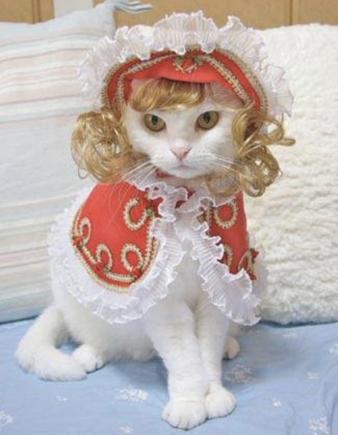Кошка в халате