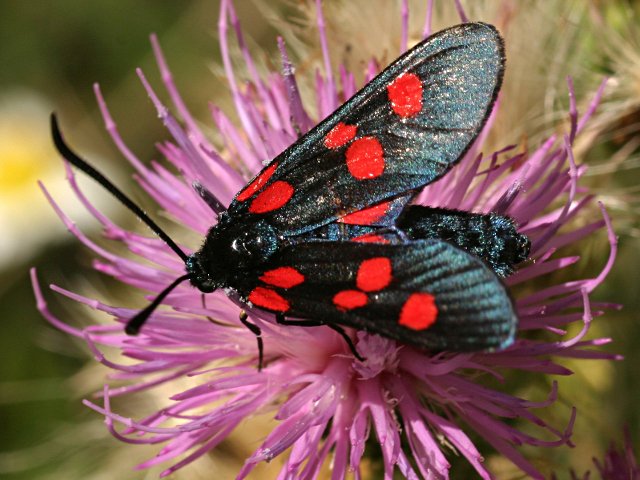 Zigena de cinco puntos Zygaena trifolii Esper, 1783 en Animalandia: animalandia.educa.madrid.org/ficha.php?id=3…
Fotografía de Jorge Martínez Huelves en España.
Licencia Pública General de GNU (GPL).