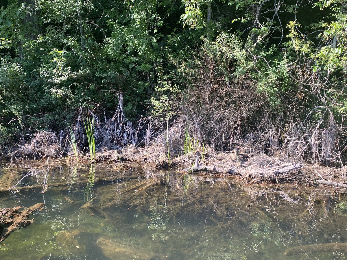 Can u find the mama ducks? How many?