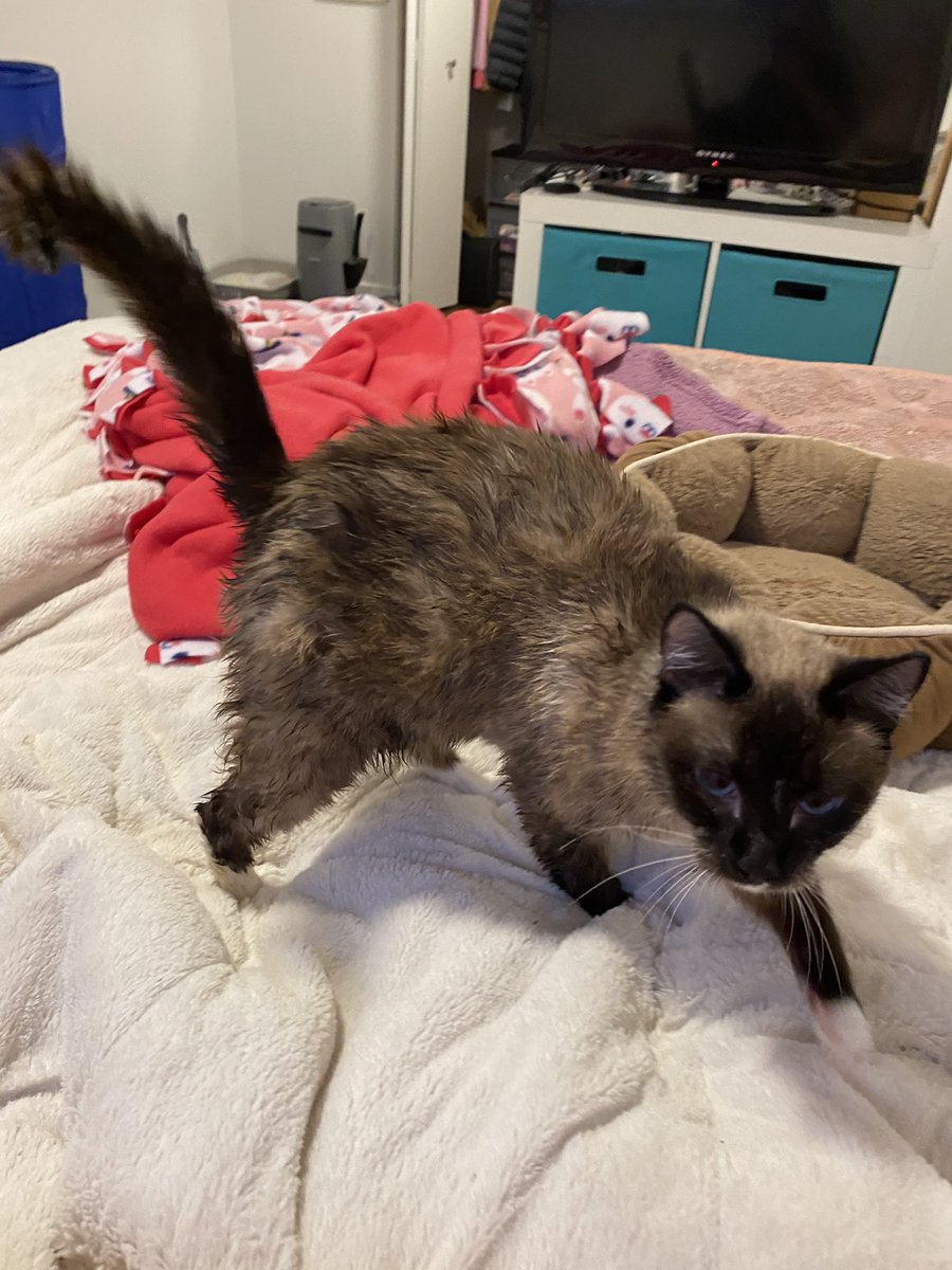 Emmee looking like a monkey post bath