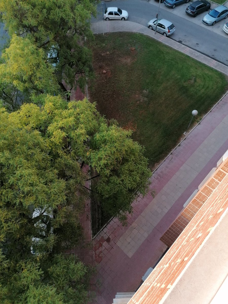 ElectronDesloc's tweet photo. El @AytoMurcia tala de forma indiscriminada pinos centenarios, palmeras y un árbol, de la Avda de Los Pinos. Excusa, las raíces de uno estaban dañando un parking (talan todo). Realidad: a un vecino le quitaban vistas.
Así nos va!! https://t.co/D0vKKxUL7g