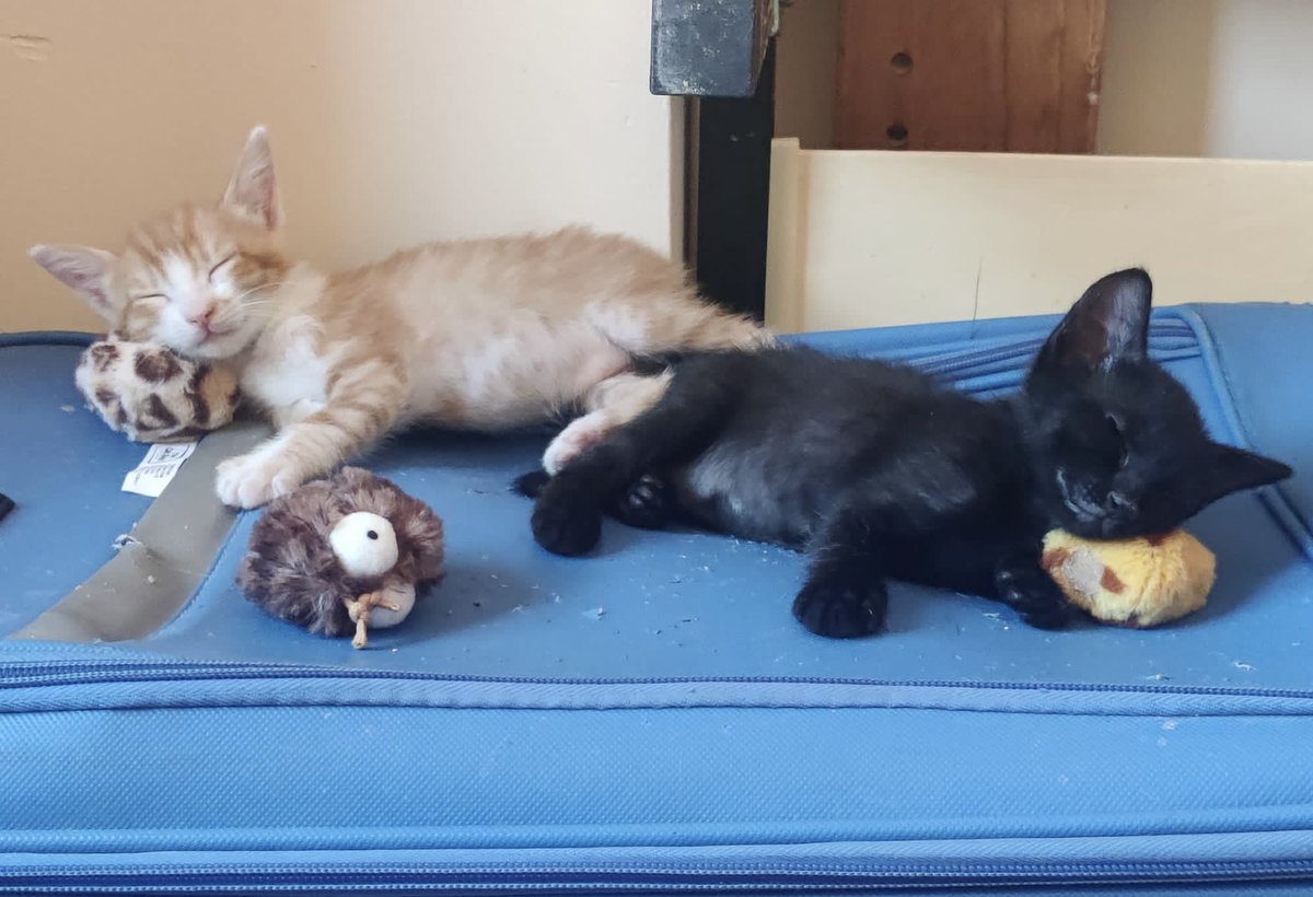 A Gobi y a Bitel cualquier pelotita o cuerpo les sirve de almohada donde sestear y recobrar fuerzas para luego seguir explorando… vida dura la de un bebé en un hogar responsable 😁
Para adoptarles entra en engatadas.es/formulario-par… rellena el cuestionario y ya hablamos 😉
#cats