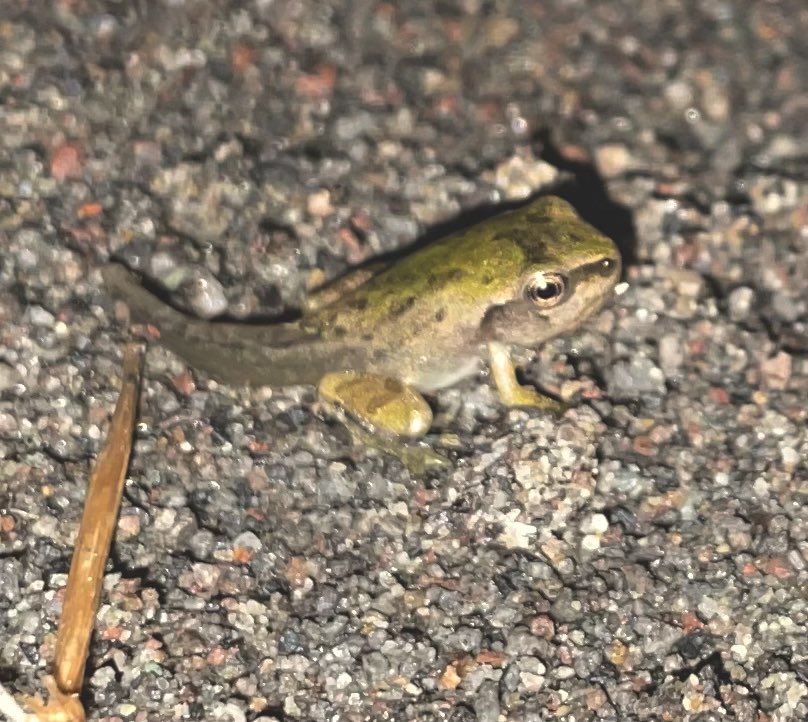 Emma Scott tweet media