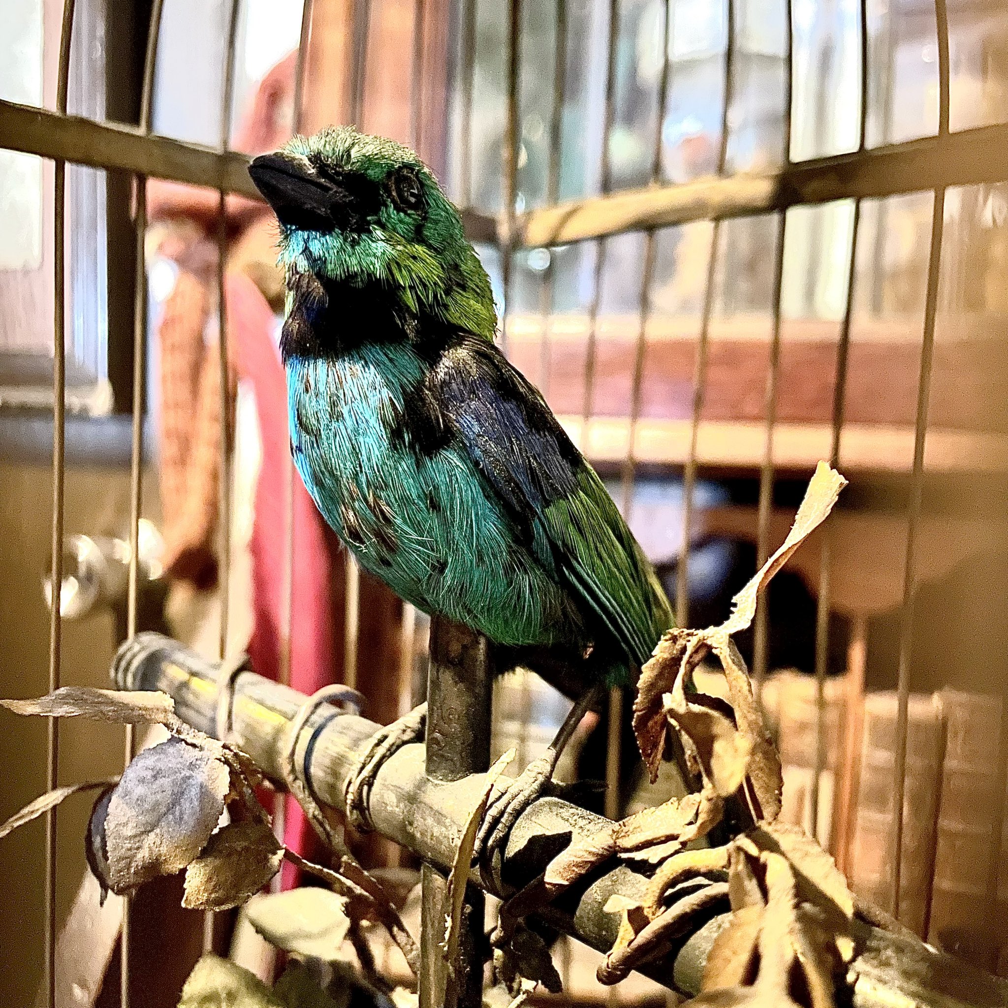misen2014さま】antique bird ❀ ゼンマイ仕掛けの小鳥さん