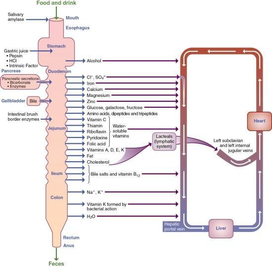 Leo_Santo5's tweet photo. Sitios de SECRECION y ABSORCION en el tubo gastrointestinal‼️

A tener en cuenta en pacientes post-quirurgicos de resecciones de determinado sitio intestinal!!

#Basics #SOMEL #MedTwitter #ClinicalNutrition #MedTips #MedEd #FOAMed https://t.co/WJG9jPg63H