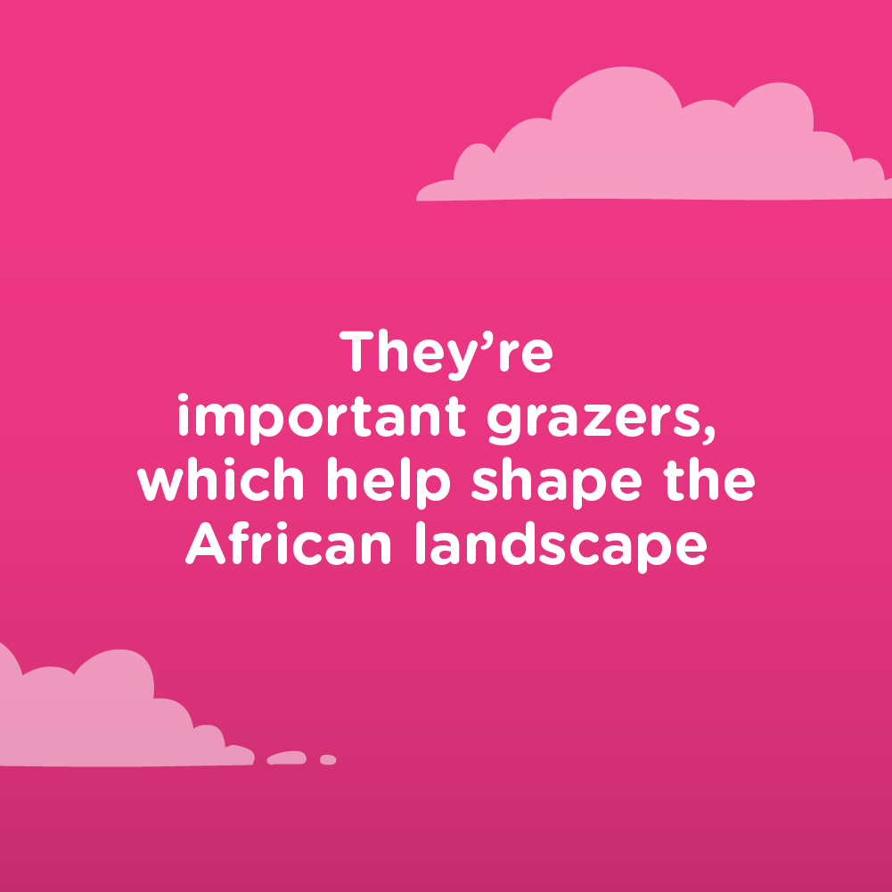 #nftcollection 

futurerhinos.com 🦏❤️