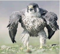 La Salle Falcons Football tweet media