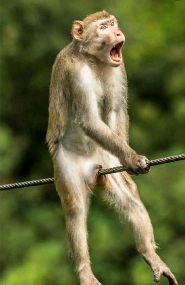 Madflava Pupu tweet media