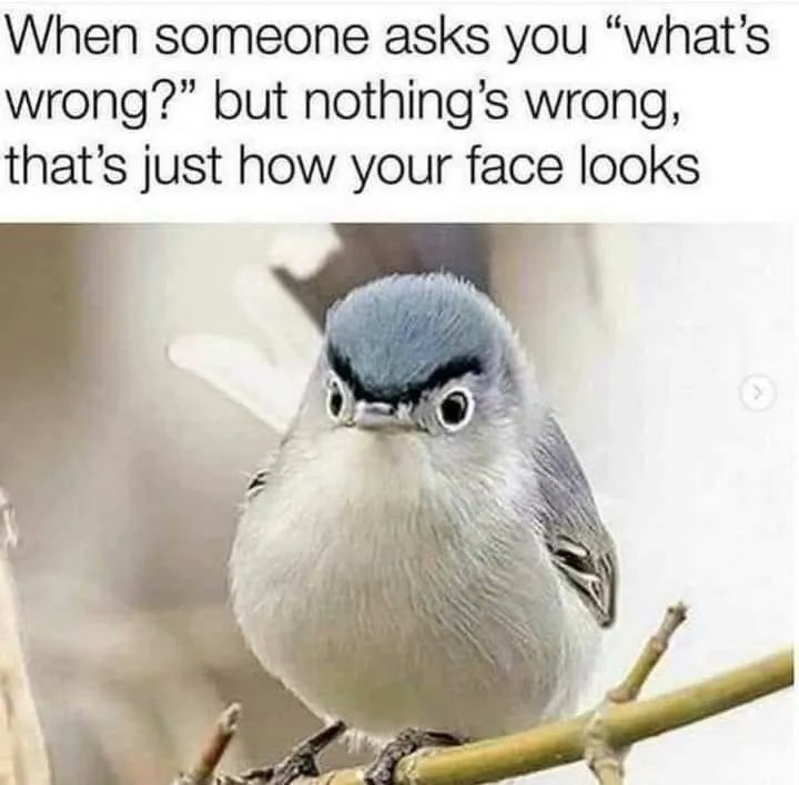 memeadikt tweet picture
