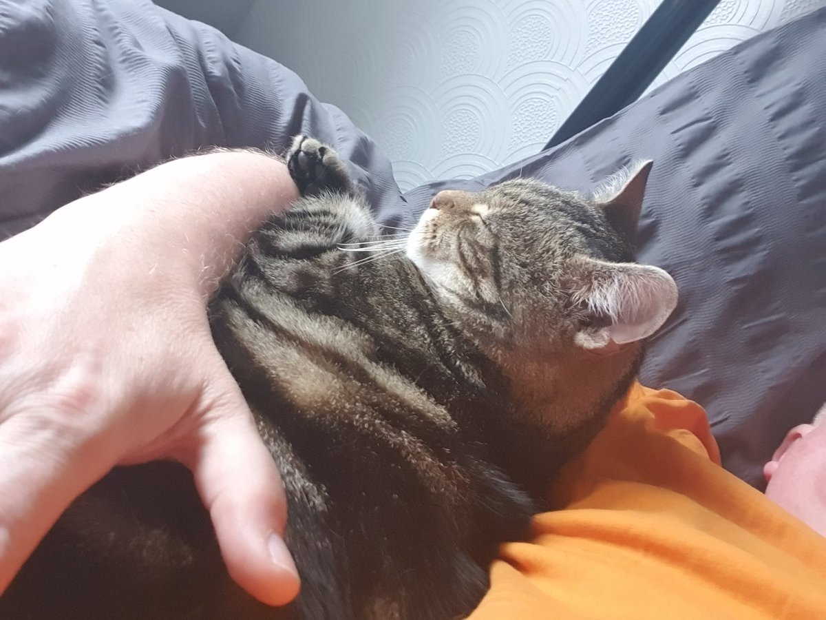 EsquireTigger's tweet photo. Fancied a cuddle last night so snuggled wiv Hoom #soundo #TabbyTroop https://t.co/3h93zF5vJS