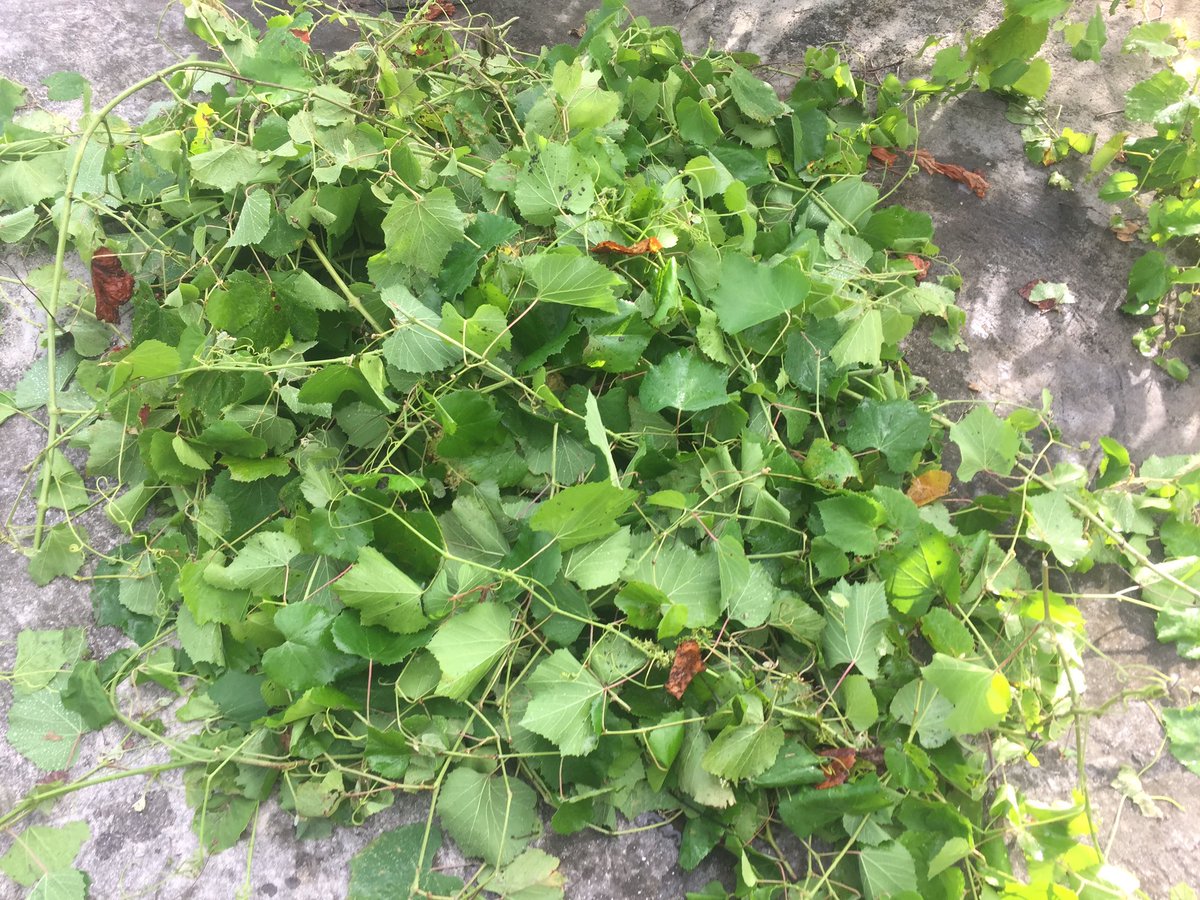 bagu_srl's tweet image. #Descuidar la vid por solo unas semanas es suficiente para que se eche a perder parte de la planta...recién tuvimos que realizar una poda en verde a más del 20% de una de las vid 🍇. 

*Esto trae consigo una #afectación al rendimiento en el proceso de fructificación.