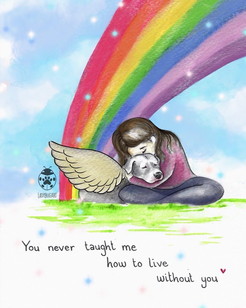 We are all heartbroken, it was a very sad day yesterday we had to say a final goodbye to our precious little Katisha. We will miss her so very much and the other two dogs will too. She was 14  years old but did not suffer for very long but it was heart-wrenching to see her go.
