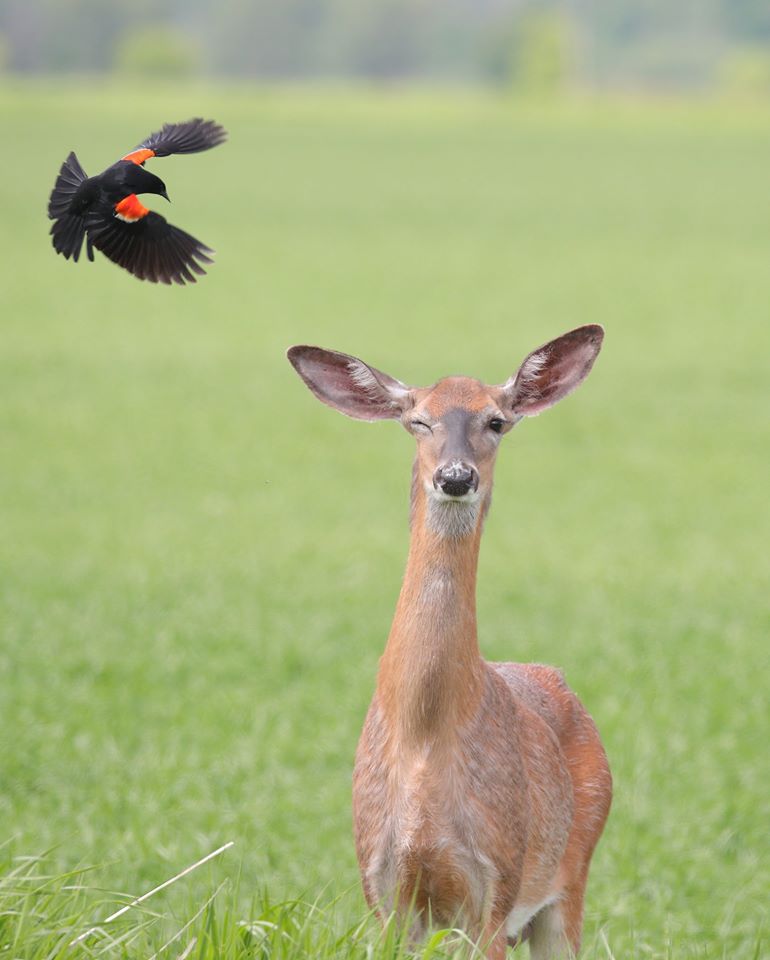 NatureCanada's tweet photo. What do you mean it’s birds only? 

Male Red-winged Blackbirds are very defensive of their territory during breeding season - so defensive they’ll attack larger animals like horses, people, or deer. 

Red-winged Blackbird and White-tailed Deer 📸 Hugh Metcalfe https://t.co/0JNiHta4Pf