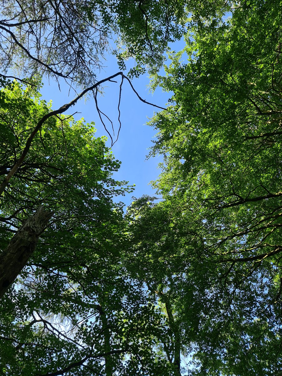 SylvaFae's tweet photo. @Banquozghost I wish you more...there are blue skies ahead. https://t.co/qHVU5Tzc77