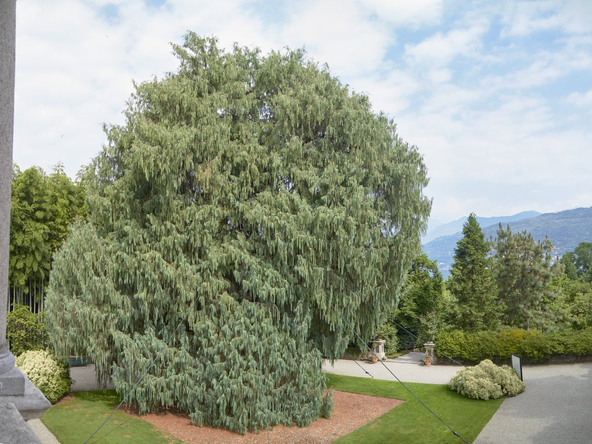 ItinDiViaggio's tweet image. Questa settimana, in collaborazione con Navigazione @ISOLEBORROMEE via portiamo sul #LagoMaggiore 

itinerariodiviaggio.com/isole-borromee…

Partiremo da #Stresa per scoprire #IsolaMadre, #IsoladeiPescatori ed #IsolaBella !