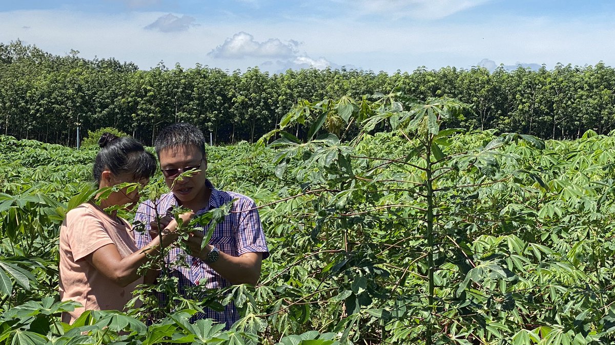 CassDiseaseAsia's tweet photo. #HLARC π»π³ & @BiovIntCIAT_eng Asian #cassava #breeding team evaluating lines selected from last years F1 trials also using MAS for the #CMD2 gene 𧬠in TayNinh Province.
@ACIARAustralia @CGIAR @XiaofeiZhangcn https://t.co/0QtEpLJxvu