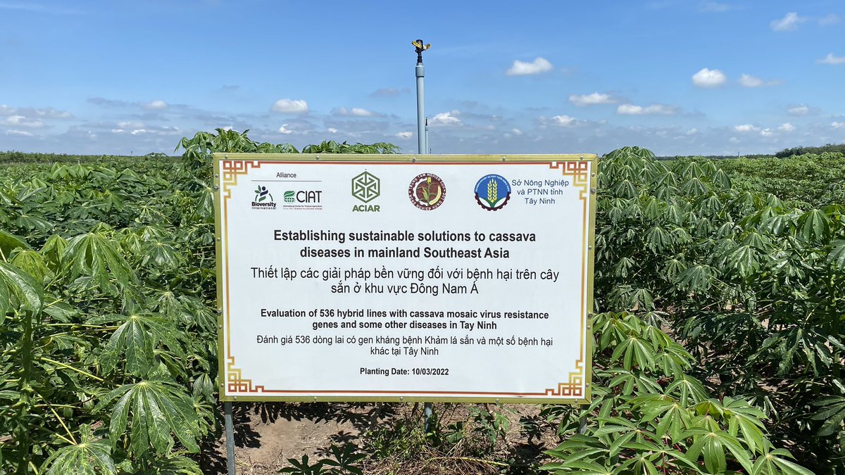 CassDiseaseAsia's tweet photo. #HLARC π»π³ & @BiovIntCIAT_eng Asian #cassava #breeding team evaluating lines selected from last years F1 trials also using MAS for the #CMD2 gene 𧬠in TayNinh Province.
@ACIARAustralia @CGIAR @XiaofeiZhangcn https://t.co/0QtEpLJxvu