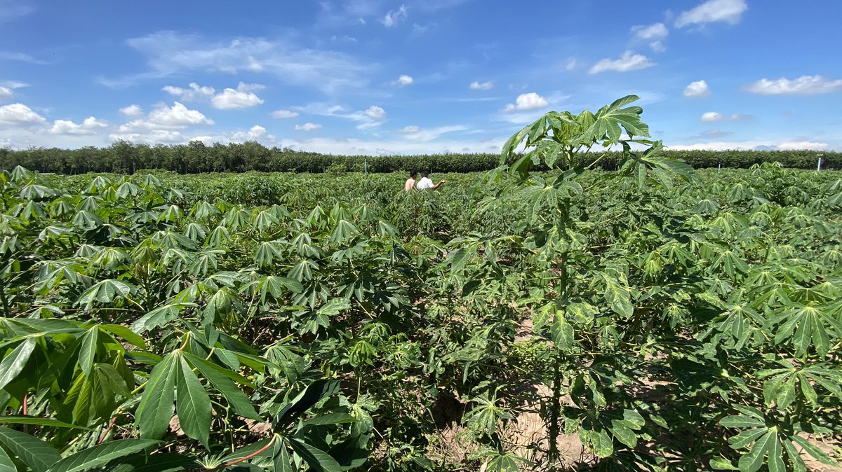 CassDiseaseAsia's tweet photo. #HLARC π»π³ & @BiovIntCIAT_eng Asian #cassava #breeding team evaluating lines selected from last years F1 trials also using MAS for the #CMD2 gene 𧬠in TayNinh Province.
@ACIARAustralia @CGIAR @XiaofeiZhangcn https://t.co/0QtEpLJxvu