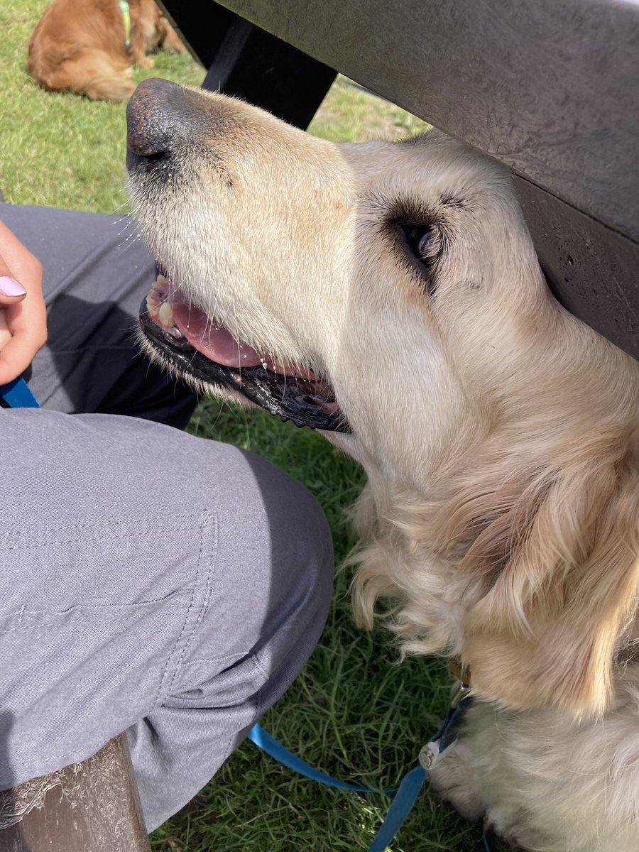 ElizabethCann8's tweet photo. @loabi_retriever Perfectly normal behaviour. What’s the problem? 🤣 https://t.co/zuJ21vFWgY