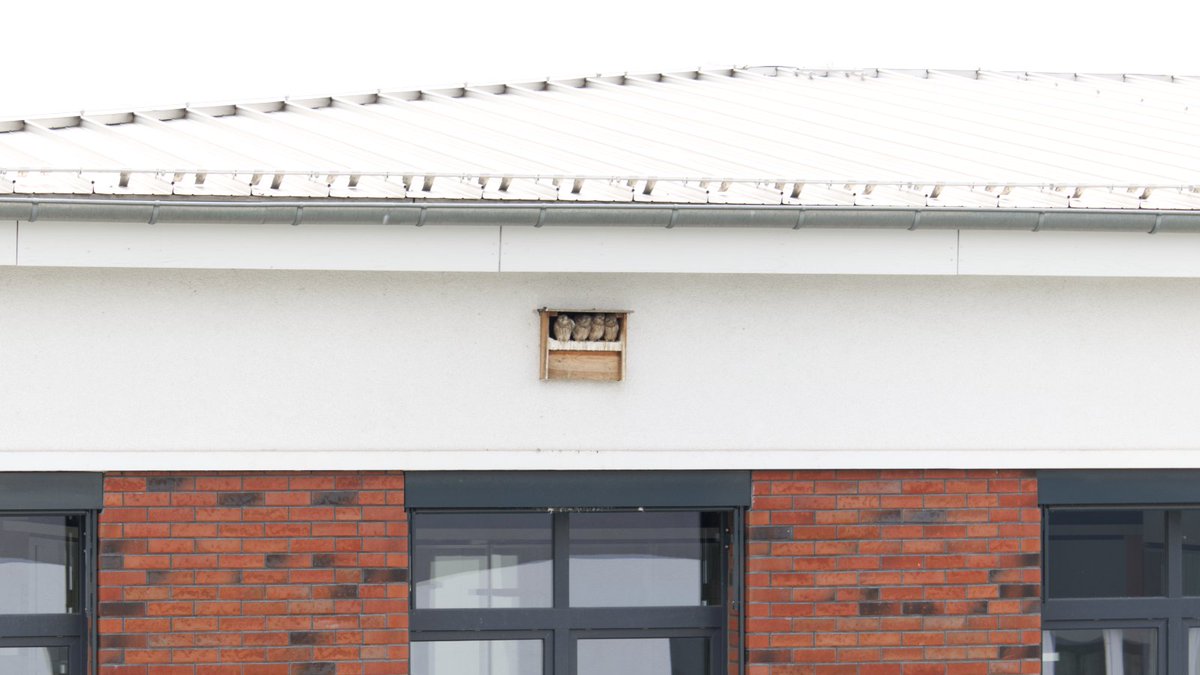 LTB_Laser's tweet photo. Ready for #takeoff! Annually greet the .... Kestrels. Also this year we are happy about our feathered friends from the neighboring building @Bruker in #Adlershof. Have a good flight!
#green #braincity #Berlin https://t.co/MTaVYpSdBE