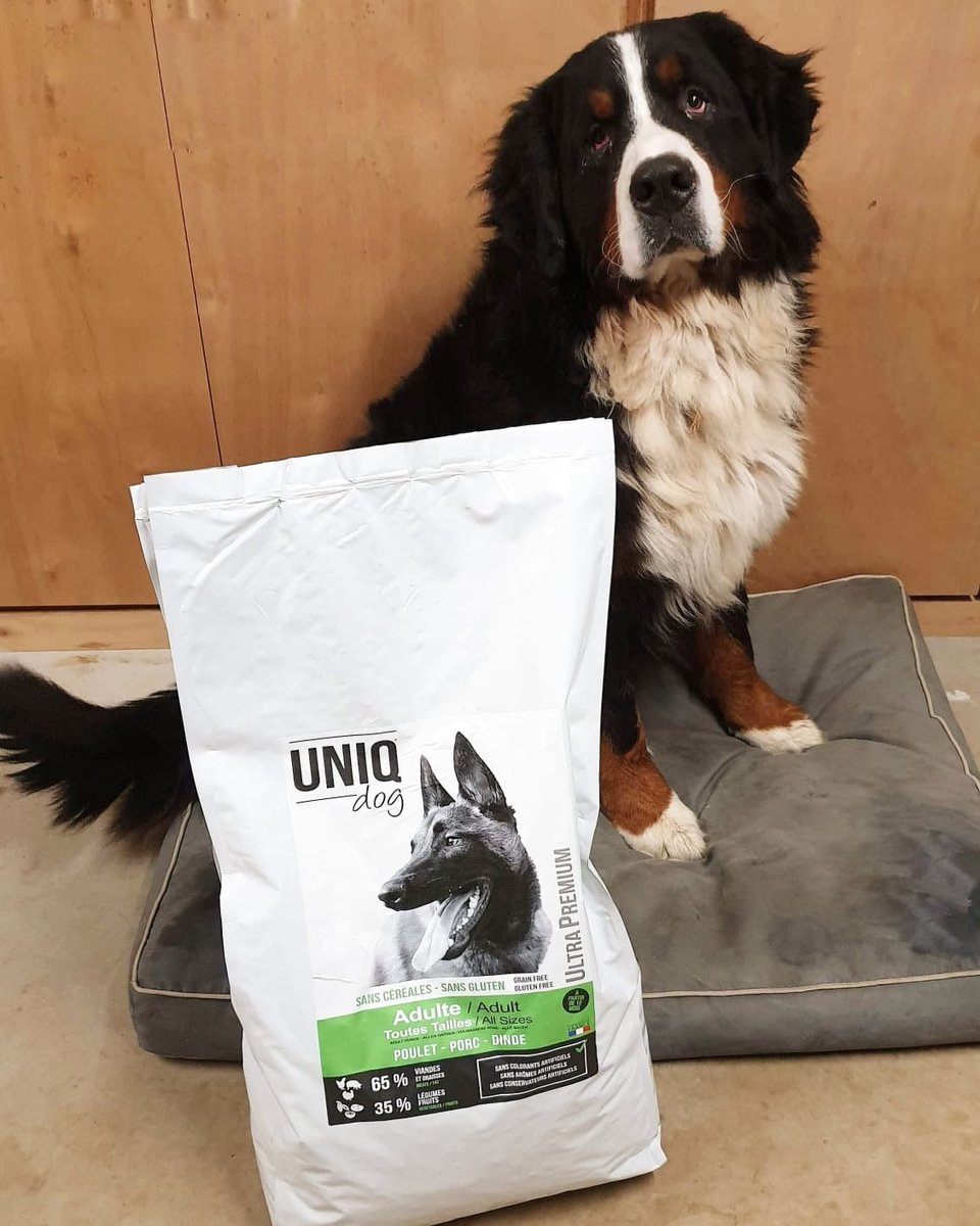 Merci à Loïc pour cette photo du beau Norton avec ses croquettes sans céréales UNIQ Dog Poulet-Porc-Dinde 💚
Découvrez cette recette de haute qualité ➡ verlina.com/uniq-dog/904-c…