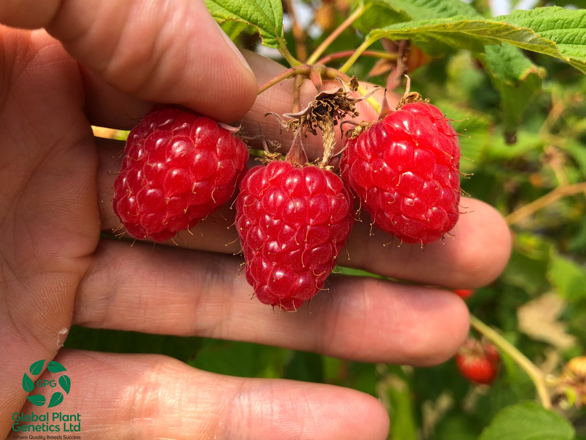 globalplantgen's tweet photo. Let’s have a look together at the #Lewis #raspberry! Lewis is a very impressive new #primocane variety, displaying a number of aspects that make it suitable for the commercial sector. What do you think of the Lewis raspberry? Let us know in the comments below!
#jameshutton https://t.co/41BWp99dda