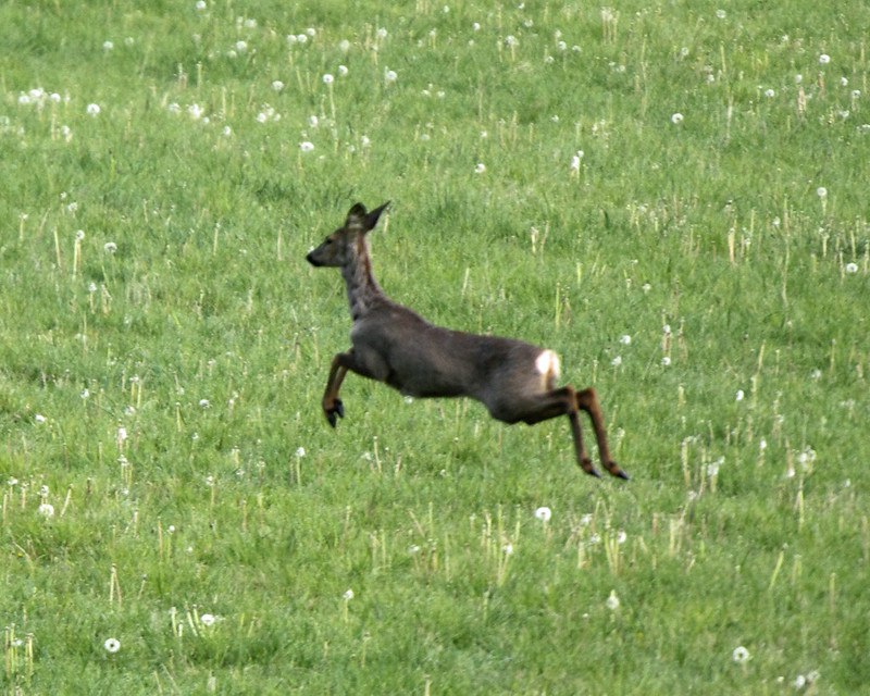 DeerHourly tweet picture
