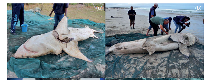 Yannis Papastamatiou tweet media