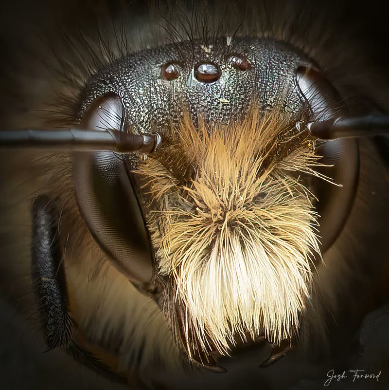 joshforwood's tweet photo. Another post for #SolitaryBeeWeek, here's a few of my #BeePortrait photos. These animals are essential to not just plants, but to our own very existence on this planet. Without a healthy & Diverse range of pollinators, our food will not grow.
Please look to see how you can help! https://t.co/pgRrQB4E86