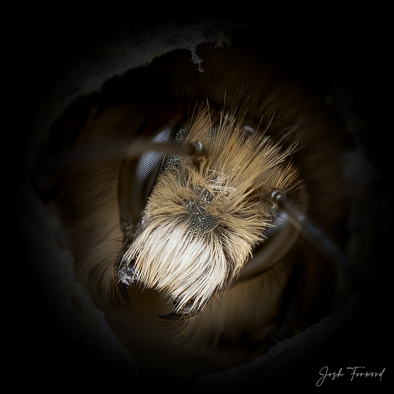 joshforwood's tweet photo. Another post for #SolitaryBeeWeek, here's a few of my #BeePortrait photos. These animals are essential to not just plants, but to our own very existence on this planet. Without a healthy & Diverse range of pollinators, our food will not grow.
Please look to see how you can help! https://t.co/pgRrQB4E86